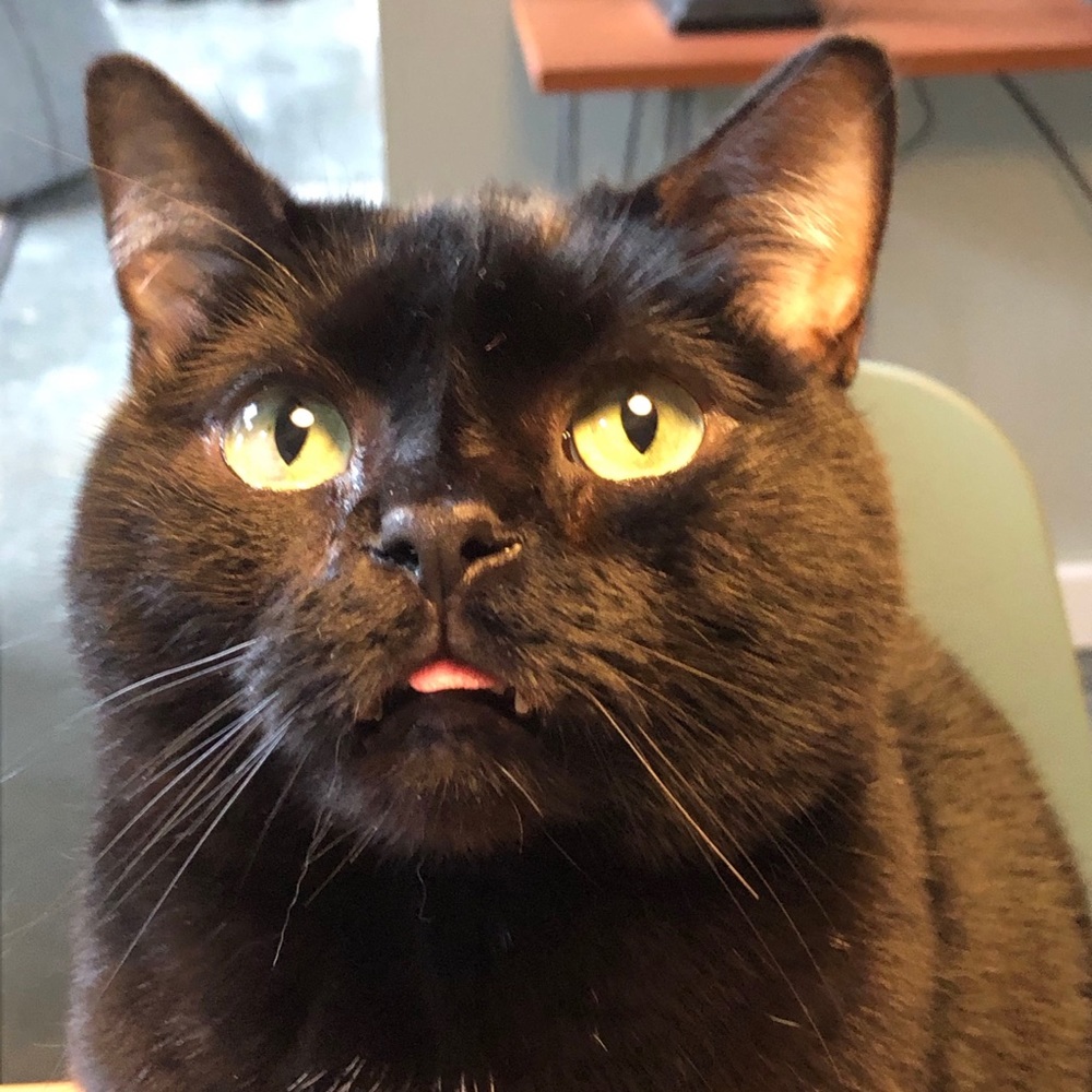 Meet your Posher, Sahra